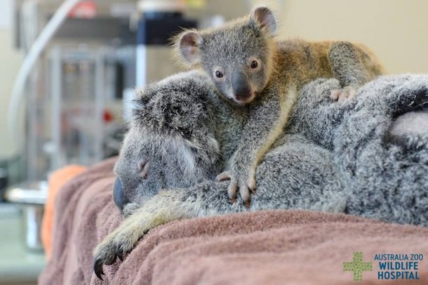 Сеть "взорвала" трогательная коала, обнимающая маму после операции (ФОТО)