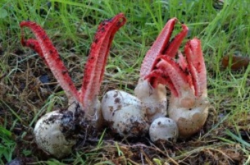В украинских лесах растет жуткий гриб-каракатица