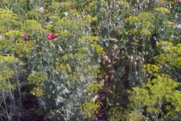 На Житомирщине уничтожено более 5000 растений мака и конопли