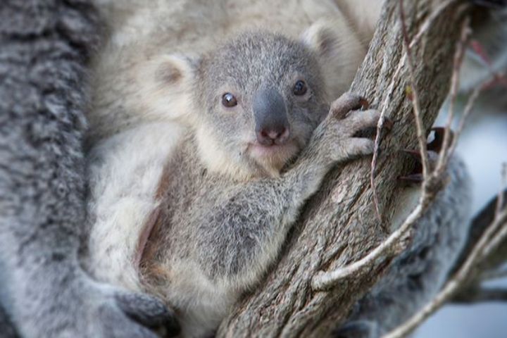 Ребенок коалы впервые после рождения обнимает маму