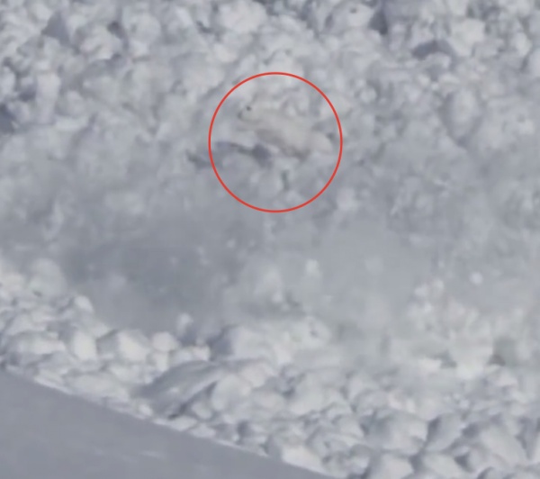 Сумасшедший заяц прорвался сквозь смертоносную лавину на Камчатке