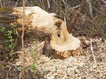 В Ленобласти упавшее в лесу дерево убило ребенка