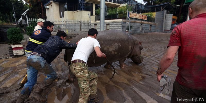 В Тбилиси выловили всех сбежавших из зоопарка животных
