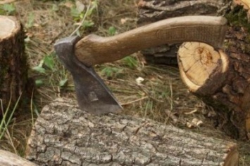 Рубить лес в Черниговской область временно запретили