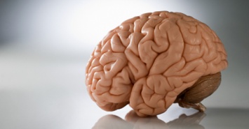 Ученые: К развитию психических расстройств уязвим мозг больших размеров