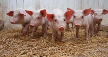 В Крыму ищут украинскую колбасу, опасаясь африканской чумы свиней из России