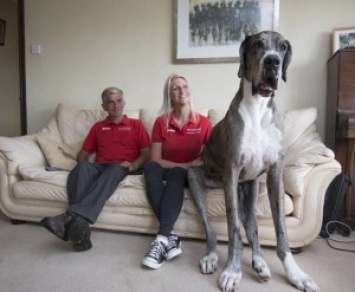 Звание самой крупной собаки в мире может получить пес из Уэльса