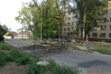 В Запорожье рядом с детской площадкой рухнуло сухое дерево, - ФОТО