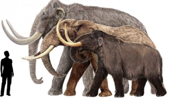 Ученые узнали, чем питались родственники слонов 2 млн лет назад