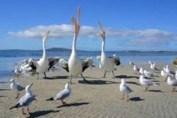 Война выгнала пеликанов из Приазовья