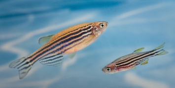 Биологи засняли расселение холерных вибрионов по кишечнику живой рыбы