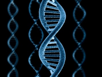 Американские ученые разгадали главный секрет ДНК