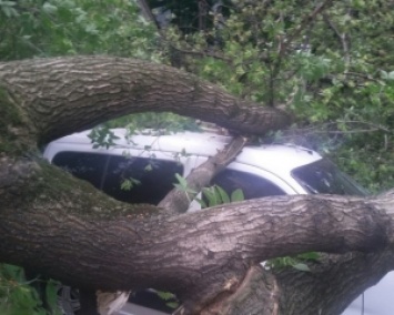 Ураган в Днипре срывал крыши и валил деревья (ФОТО)