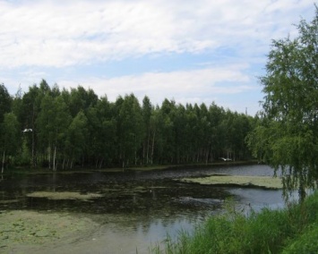 В болоте Юнтоловского леса в Санкт-Петербурге найден труп женщины