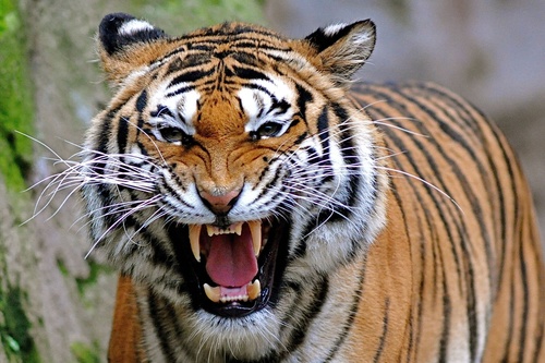 В Тбилиси сбежавший из зоопарка тигр убил человека
