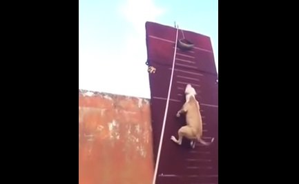 Пес, который одним прыжком взлетает на 4 метра в высоту, «порвал» сеть (ВИДЕО)