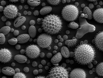 Аллергию на пыльцу связали с изменениями мозга