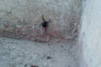 В одесском подъезде обнаружили паука каракурта