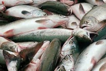 Вчера на озере Сиваш браконьеры наловили рыбы на 40 тыс грн
