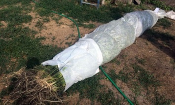 В Волновахе полиция разоблачила мужчину, который выращивал коноплю на сумму 300 тыс. грн (ФОТО)