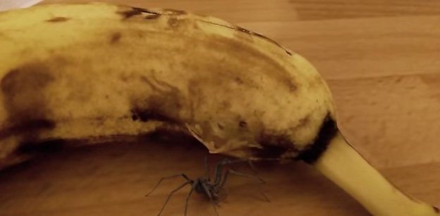 Хит интернета: мужчина был ошарашен тем, что увидел внутри банана (ВИДЕО)