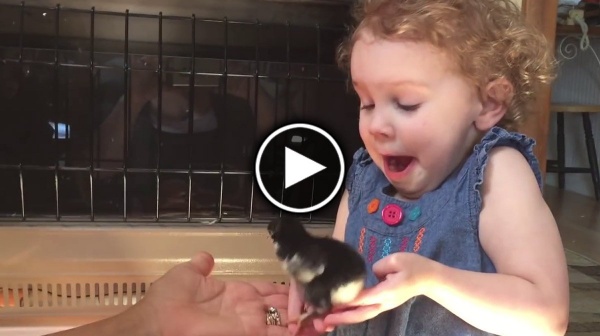 Реакция маленькой девочки на цыпленка, рассмешила сеть (ВИДЕО))