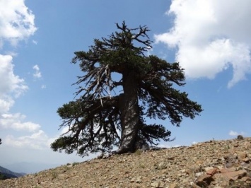 Самое древнее дерево на континенте смогли обнаружить ученые на территории Европы