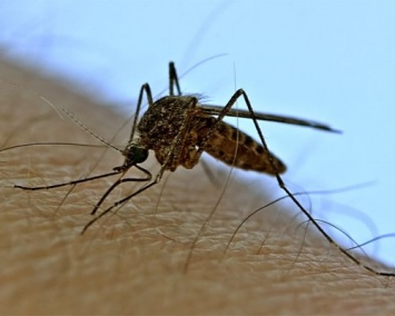 Ученые разработали безопасный метод борьбы с комарами