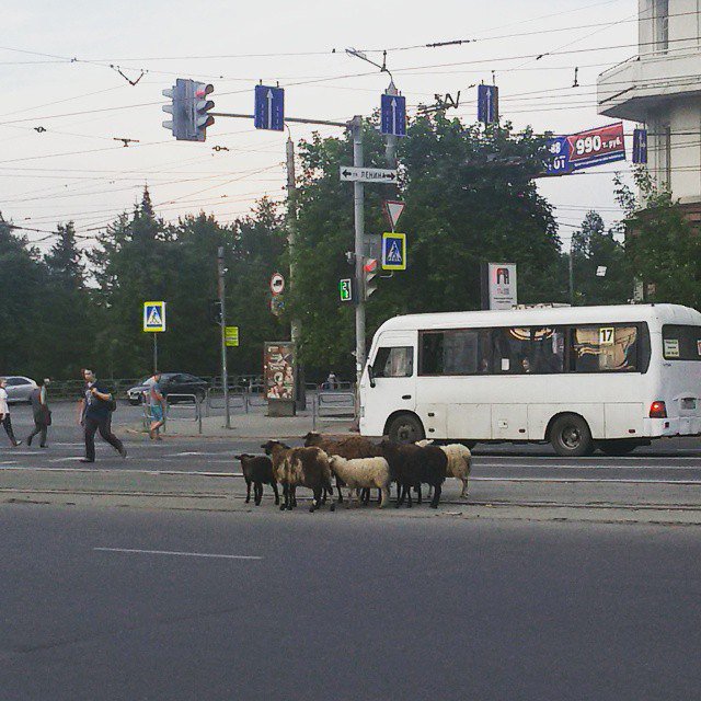 В центре Челябинска прогуливалось стадо баранов