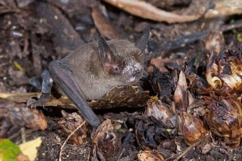 Гигантскую бегающую летучую мышь нашли палеонтологи