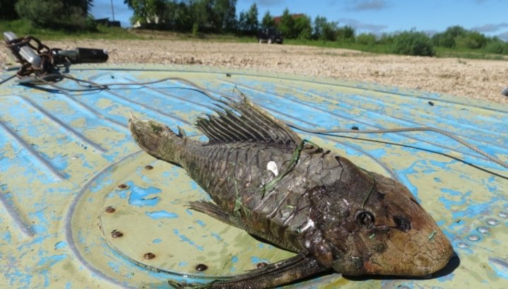 Рыбаки Поморья выловили рыбу-мутанта с головой черепахи