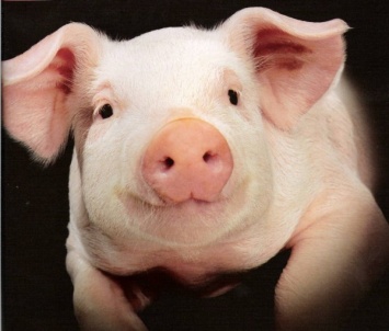 В Великобритании огромная свинья заблокировала дорожное движение