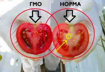 Вы едите яд! Вот как определить ГМО-помидоры за 2 простых шага!