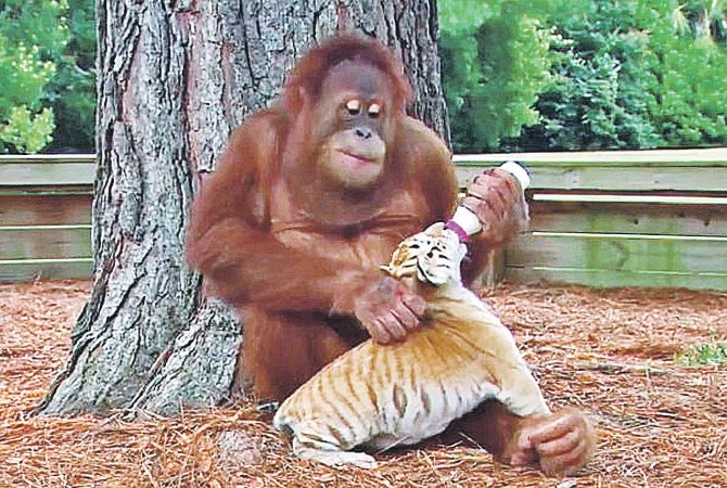Орангутан стал заботливым приемным отцом для трех маленьких тигрят (ВИДЕО)