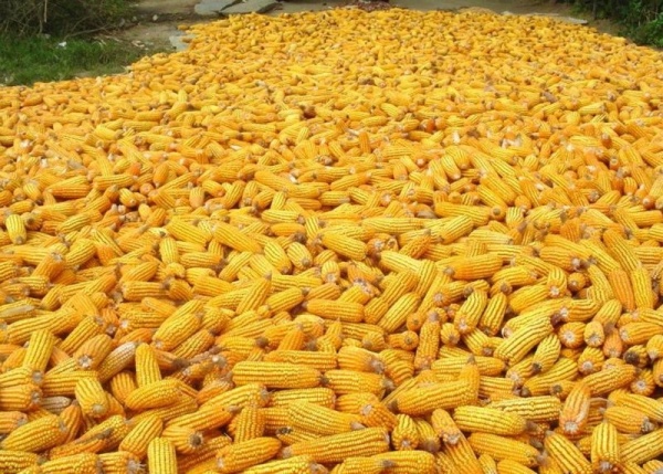 Украина наращивает экспорт кукурузы в Китай