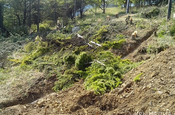 Жители Гурзуфа готовы обращаться в международные СМИ, чтобы остановить варварскую вырубку ценных деревьев
