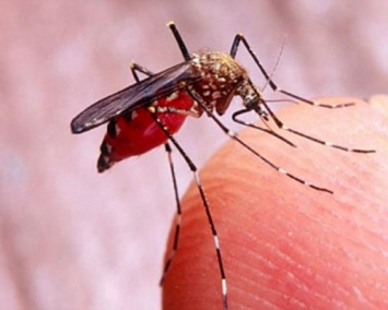 Шри-Ланке удалось победить эпидемию малярии