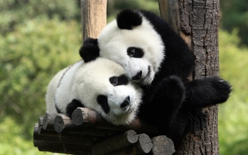 Панды больше не вымирают: Какую красоту удалось сохранить зоозащитникам