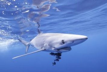 Испания закрыла пляжи из-за визита синих акул