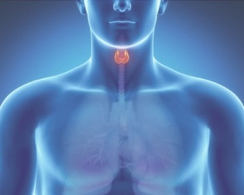 Ученые: Проблемы с щитовидной железой могут стать причиной преждевременной смерти