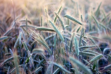 Минагропрод повысил прогноз урожая зерна в Украине до 62,3 млн тонн