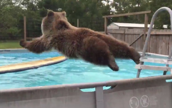 Видео купающегося в бассейне медведя "взорвало" сеть (ВИДЕО)