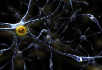 Ученые заявляют, что нервные клетки все-таки могут восстанавливаться