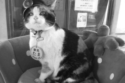 В Японии на похоронах кошку-начальника вокзала возвели в статус божества