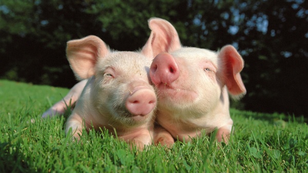 В Японии хотят выращивать человеческие органы в теле свиньи