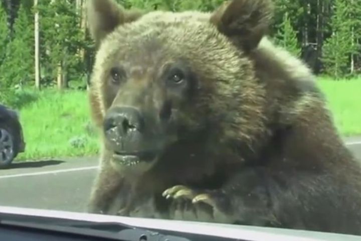 Медведи-автостопщики - явление распространенное
