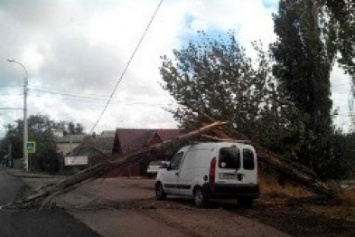 В Симферополе дерево упало на автомобиль и поломалось о крышу (ФОТОФАКТ)