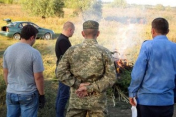 За последние сути в Донецкой области уничтожено более 1200 кустов конопли