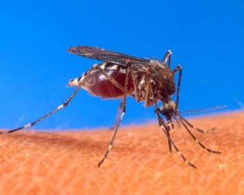 Ученые нашли предотвращающий распространение вируса денге белок