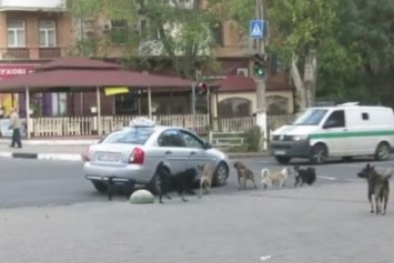 В Херсоне лютует собачья "банда" (видео)